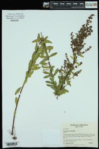 Lechea mucronata image