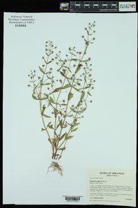 Gratiola neglecta image