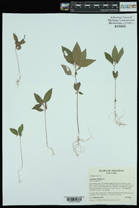 Acalypha virginica image