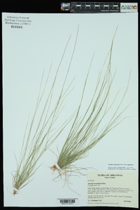 Aristida longespica image