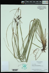 Carex joorii image