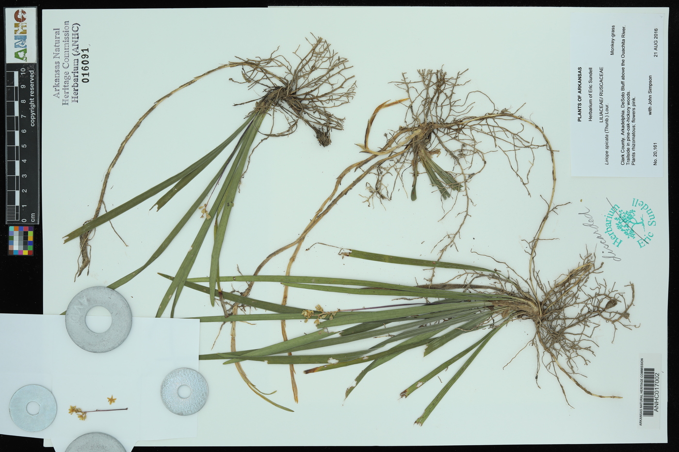 Liriope spicata image