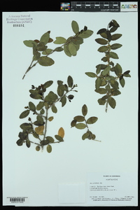 Ilex vomitoria image