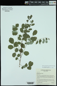 Robinia viscosa var. hartwigii image