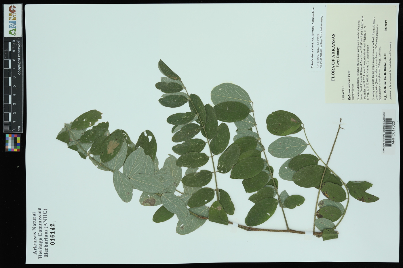 Robinia viscosa var. hartwigii image