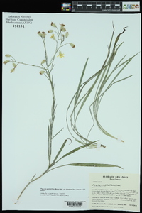 Pityopsis graminifolia var. tenuifolia image