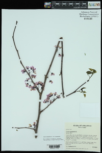 Cercis canadensis var. canadensis image