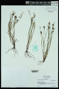 Sisyrinchium langloisii image