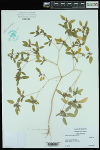 Croton monanthogynus image