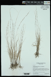 Aristida dichotoma var. dichotoma image