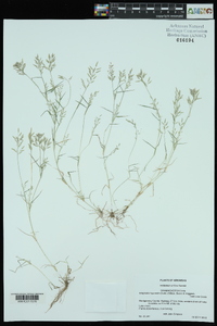 Eragrostis hypnoides image