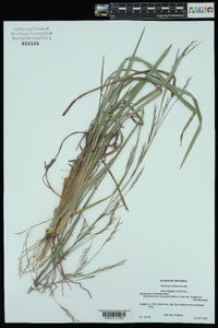 Schizachyrium scoparium var. scoparium image