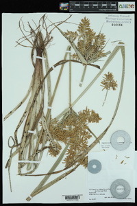 Cyperus esculentus var. macrostachyus image