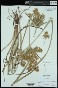 Cyperus esculentus var. macrostachyus image