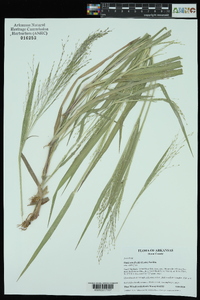 Panicum flexile image