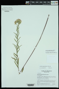 Brickellia eupatorioides var. texana image