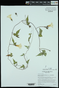 Ipomoea cordatotriloba image