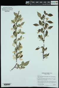 Styrax americanus var. pulverulentus image