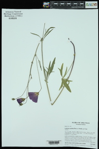 Callirhoe pedata image