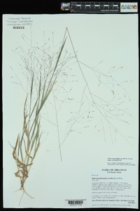 Panicum philadelphicum image