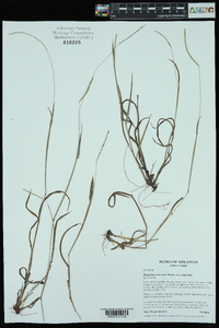 Paspalum setaceum var. setaceum image