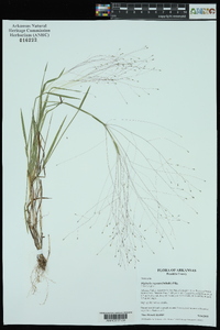 Digitaria cognata image