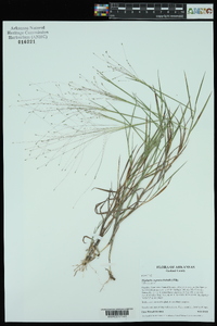 Digitaria cognata image