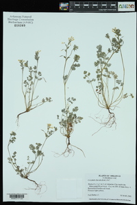 Corydalis flavula image