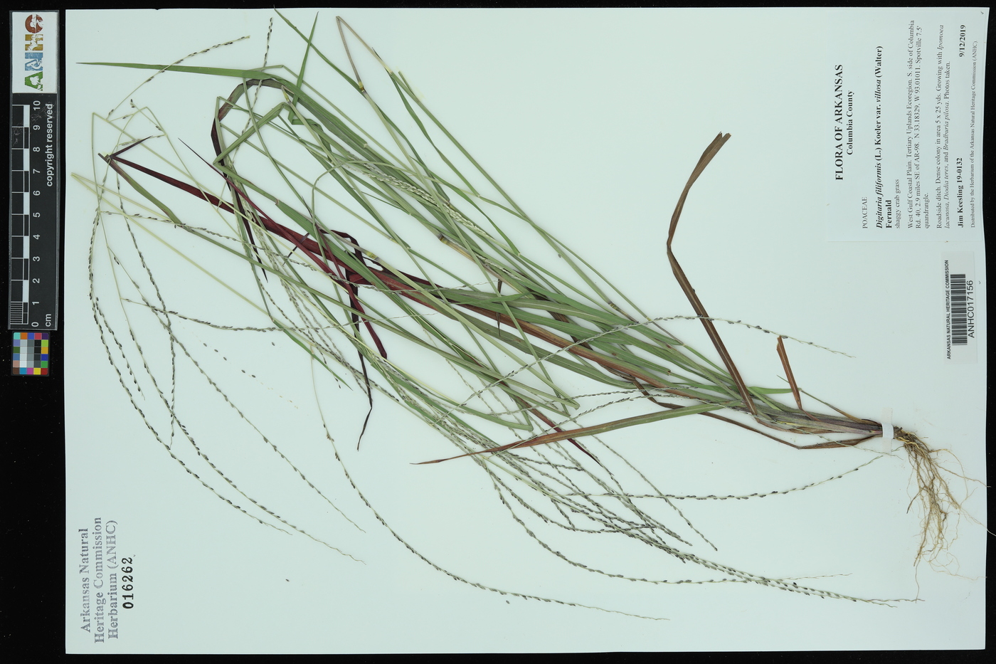 Digitaria filiformis var. villosa image