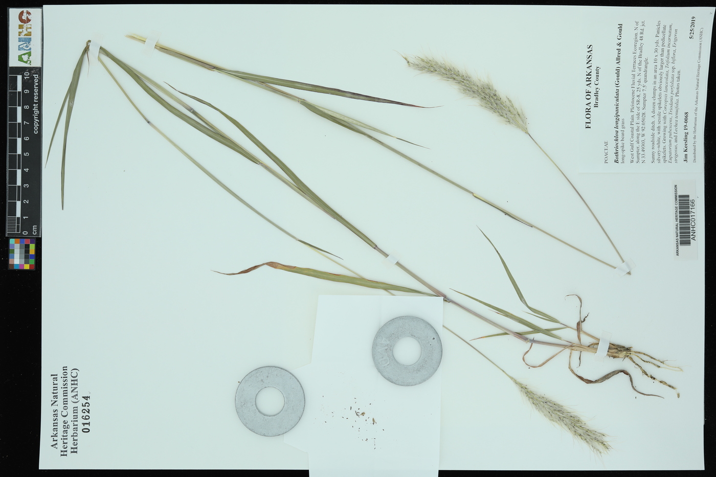 Bothriochloa longipaniculata image