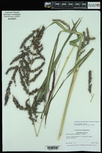 Echinochloa muricata var. muricata image