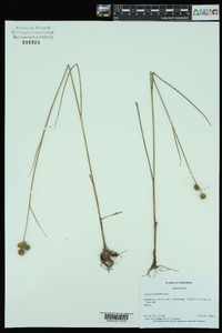 Juncus scirpoides image