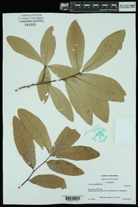Quercus laurifolia image