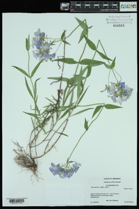 Phlox pilosa subsp. pilosa image