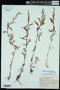 Persicaria hydropiper image