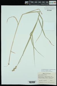 Carex tribuloides var. sangamonensis image