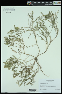 Lepidium oblongum image