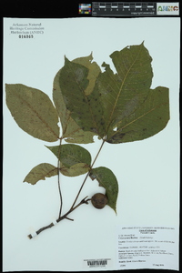 Carya texana image