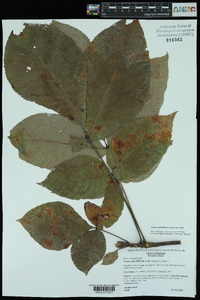 Carya ovata var. ovata image