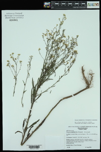 Conyza canadensis var. canadensis image