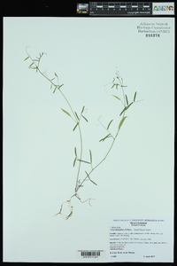 Vicia minutiflora image