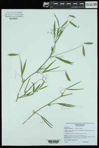 Lathyrus hirsutus image