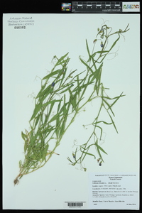 Lathyrus hirsutus image