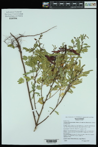 Chamaecrista fasciculata var. fasciculata image