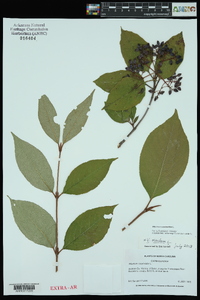 Viburnum cassinoides image