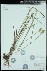 Carex opaca image