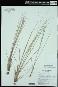 Eragrostis refracta image