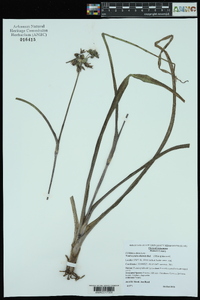 Tradescantia ohiensis image