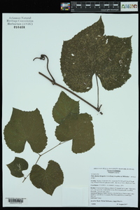 Vitis cinerea image