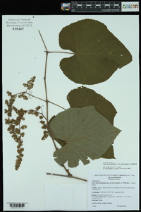 Vitis cinerea image